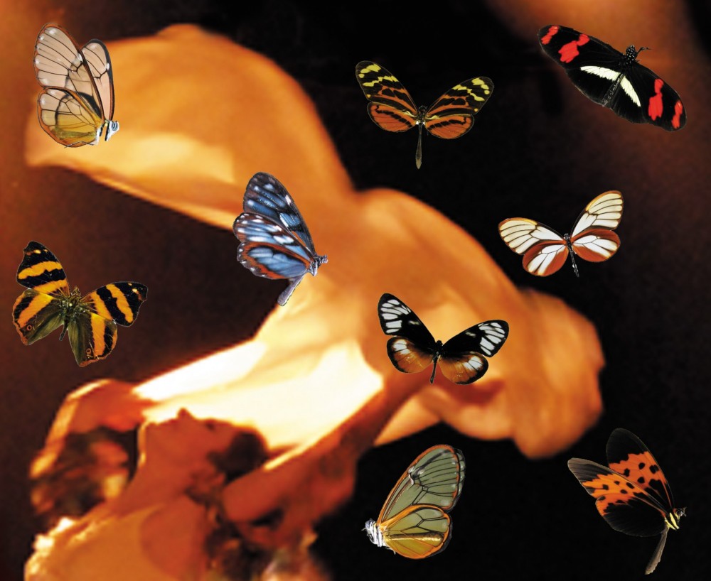 Couleurs énigmatiques des papillons et envolées textiles - © Reine Blanche