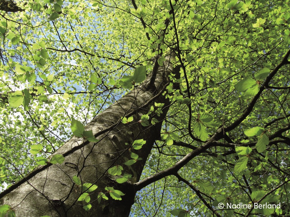 Soixante minutes dans la vie d’une forêt - © Reine Blanche